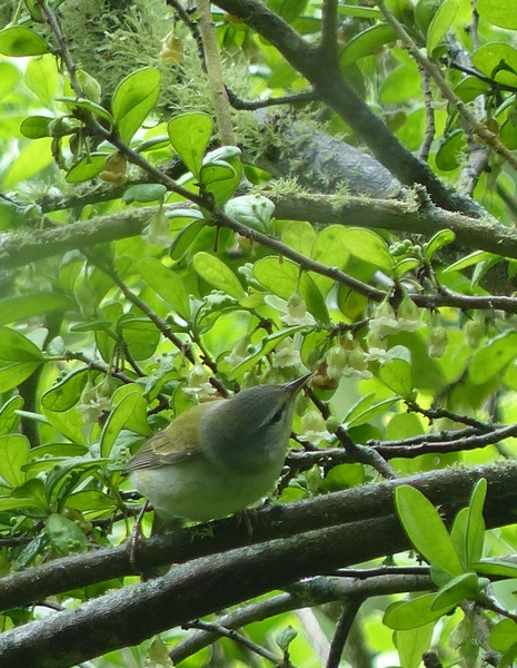 Tennessee Warbler